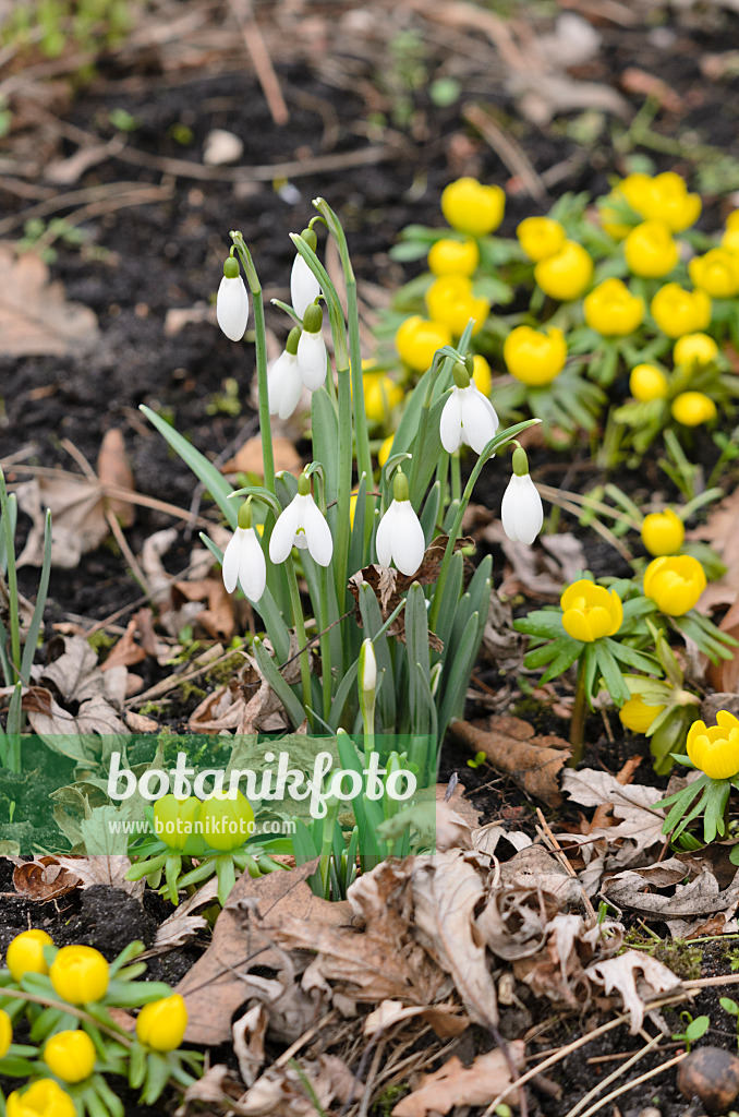 529044 - Common snowdrop (Galanthus nivalis) and winter aconite (Eranthis hyemalis)