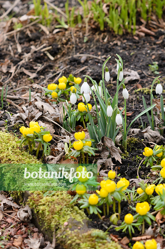 529045 - Common snowdrop (Galanthus nivalis) and winter aconite (Eranthis hyemalis)