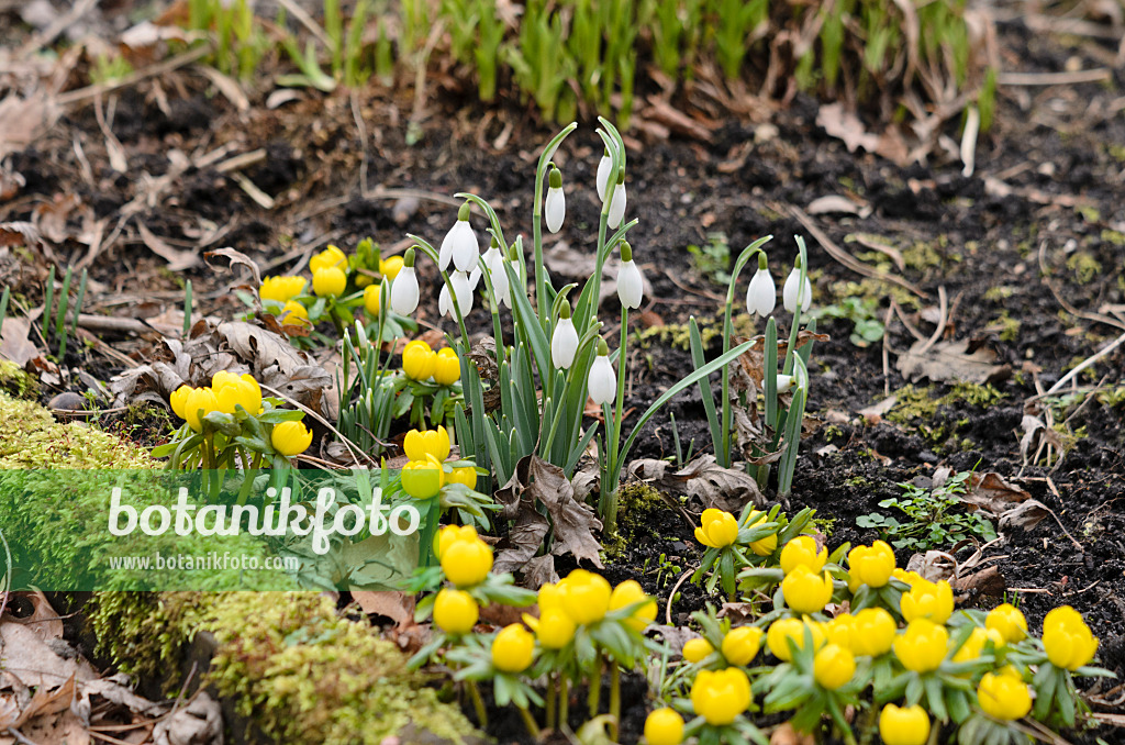 529046 - Common snowdrop (Galanthus nivalis) and winter aconite (Eranthis hyemalis)