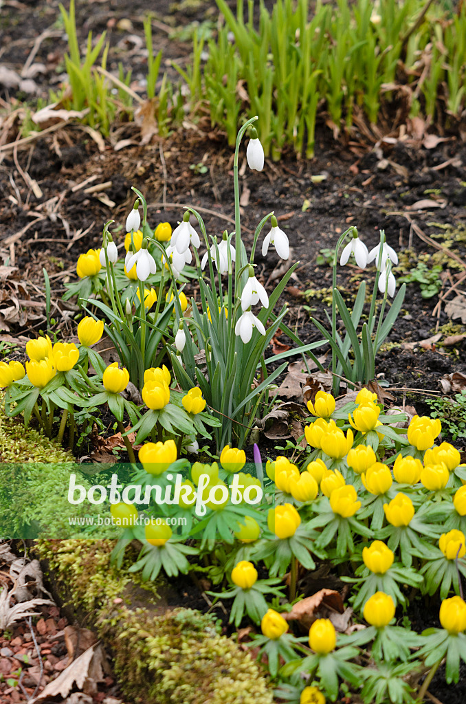 529126 - Common snowdrop (Galanthus nivalis) and winter aconite (Eranthis hyemalis)