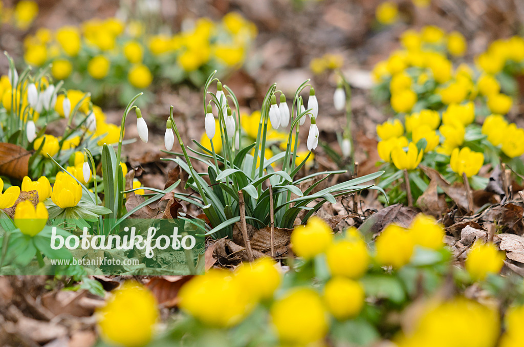 529136 - Common snowdrop (Galanthus nivalis) and winter aconite (Eranthis hyemalis)