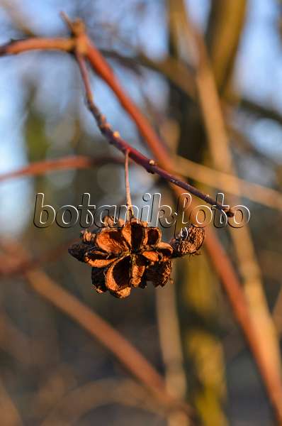 518081 - Common spindle (Euonymus europaeus)