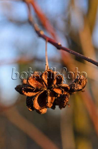 518082 - Common spindle (Euonymus europaeus)