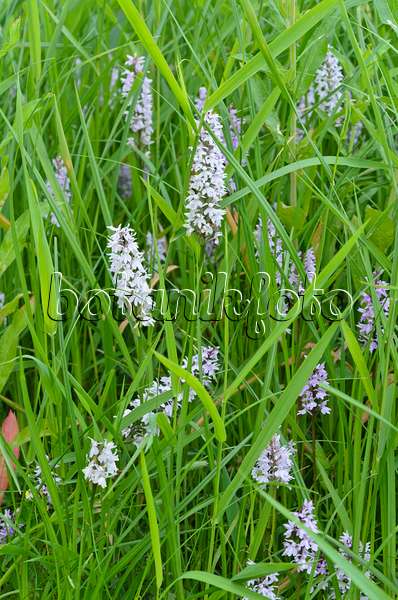 497260 - Common spotted orchid (Dactylorhiza fuchsii)