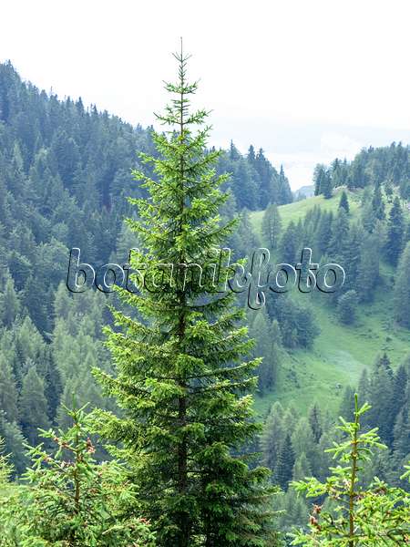 439257 - Common spruce (Picea abies)
