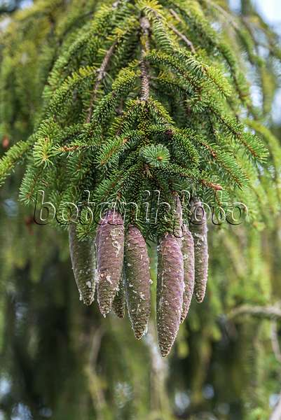 616440 - Common spruce (Picea abies)