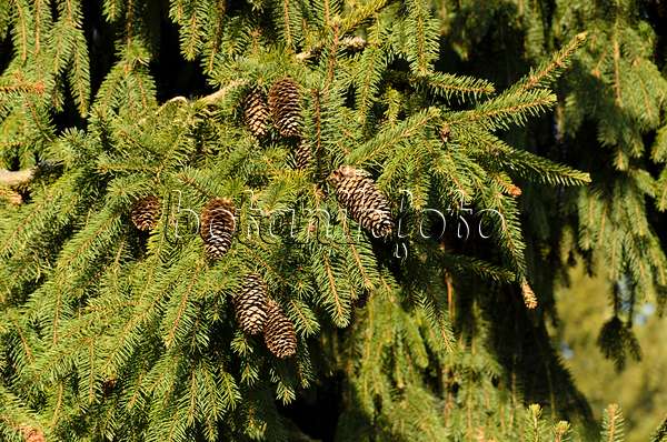 494007 - Common spruce (Picea abies 'Acrocona')