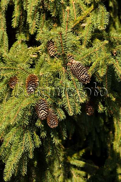 494008 - Common spruce (Picea abies 'Acrocona')