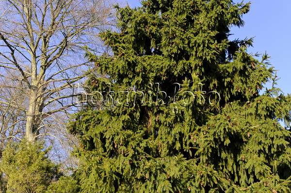 494009 - Common spruce (Picea abies 'Acrocona')