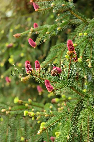 544020 - Common spruce (Picea abies 'Acrocona')