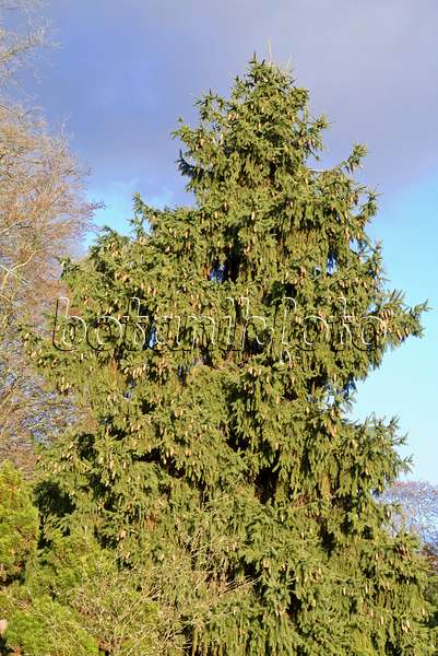 565023 - Common spruce (Picea abies 'Acrocona')