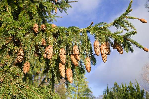 609058 - Common spruce (Picea abies 'Acrocona')