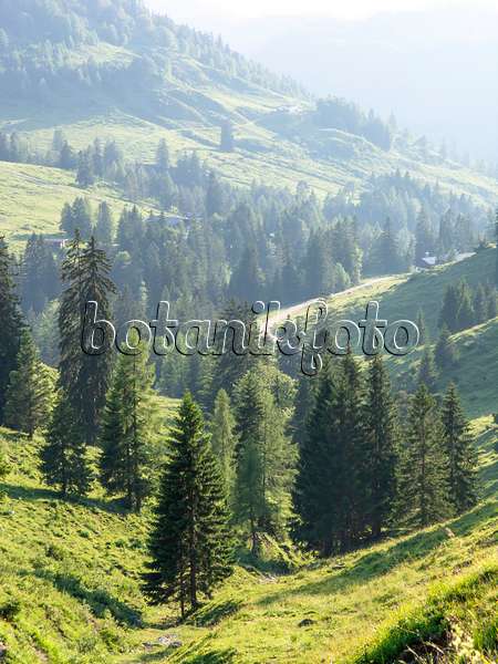 439233 - Common spruce (Picea abies), Kaisergebirge Nature Reserve, Austria