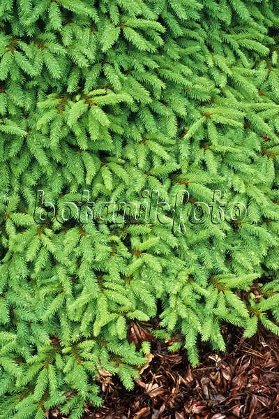 390137 - Common spruce (Picea abies 'Procumbens')