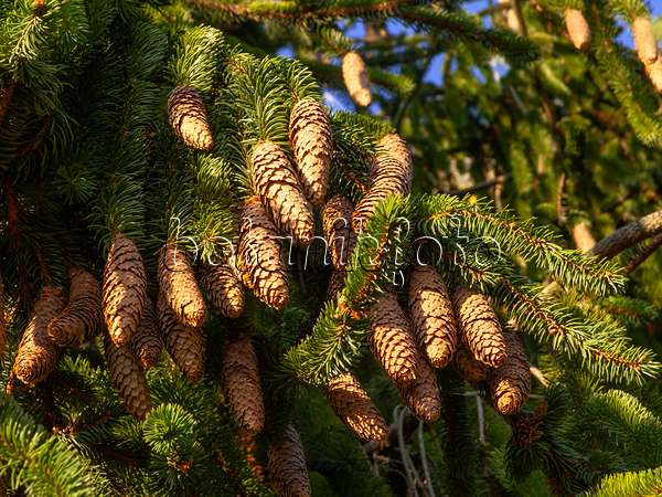 443086 - Common spruce (Picea abies 'Viminalis')