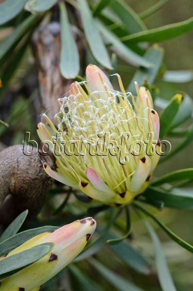 524149 - Common sugarbush (Protea repens)