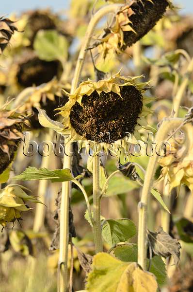 500013 - Common sunflower (Helianthus annuus)