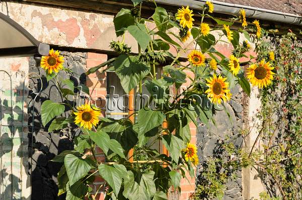 524210 - Common sunflower (Helianthus annuus)