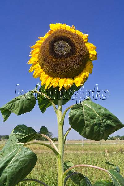 536205 - Common sunflower (Helianthus annuus)