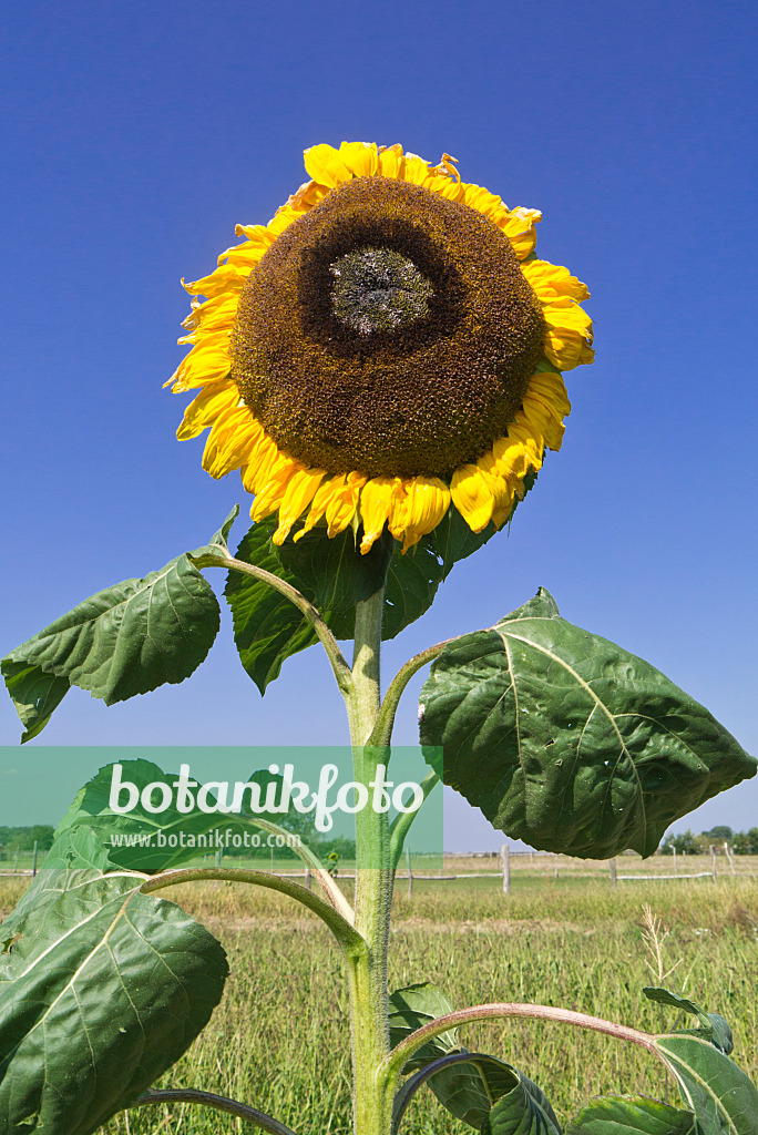 536205 - Common sunflower (Helianthus annuus)