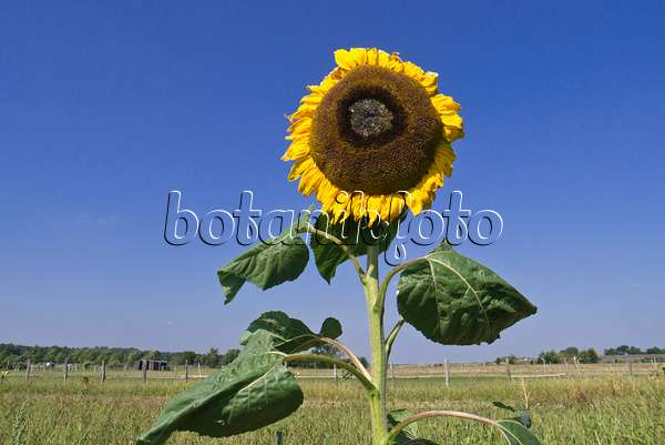 536206 - Common sunflower (Helianthus annuus)