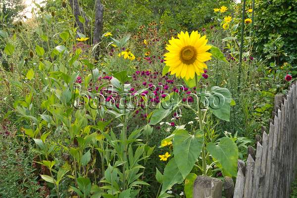 609019 - Common sunflower (Helianthus annuus)
