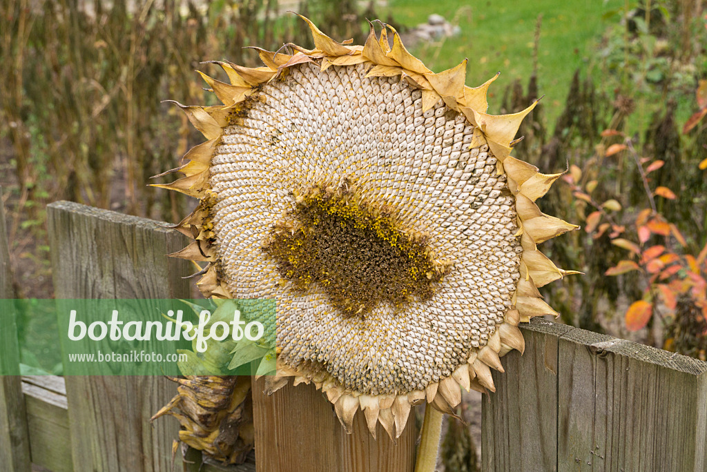 609042 - Common sunflower (Helianthus annuus) at a wooden fence