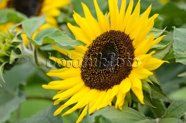 535138 - Common sunflower (Helianthus annuus 'Choco Sun')