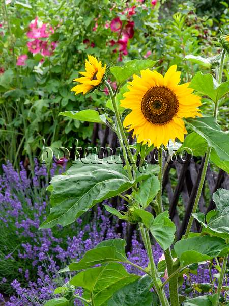 449037 - Common sunflower (Helianthus annuus), common lavender (Lavandula angustifolia) and common hollyhock (Alcea rosea)