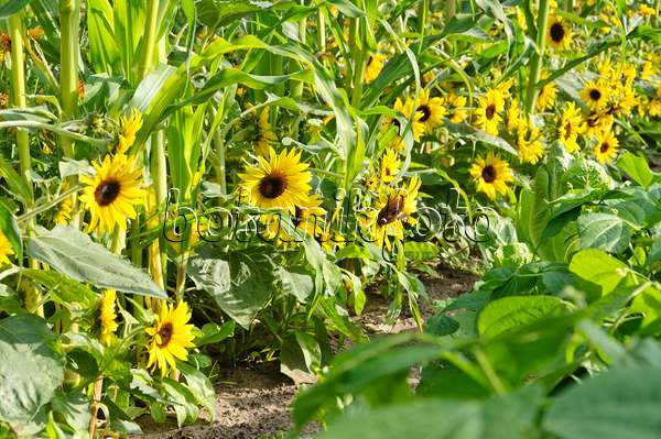 487013 - Common sunflower (Helianthus annuus) and corn (Zea mays)