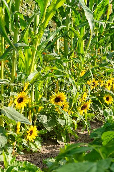 487014 - Common sunflower (Helianthus annuus) and corn (Zea mays)