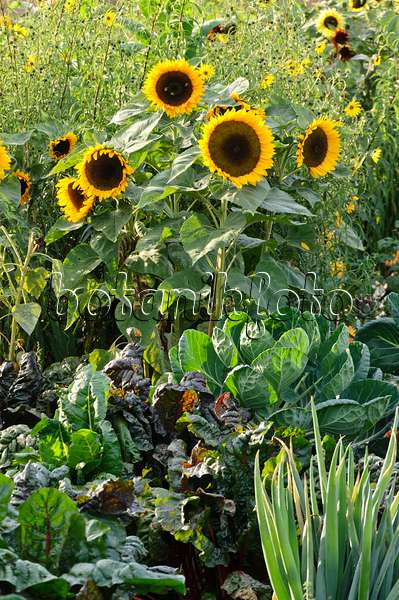 476238 - Common sunflower (Helianthus annuus) in a vegetable garden