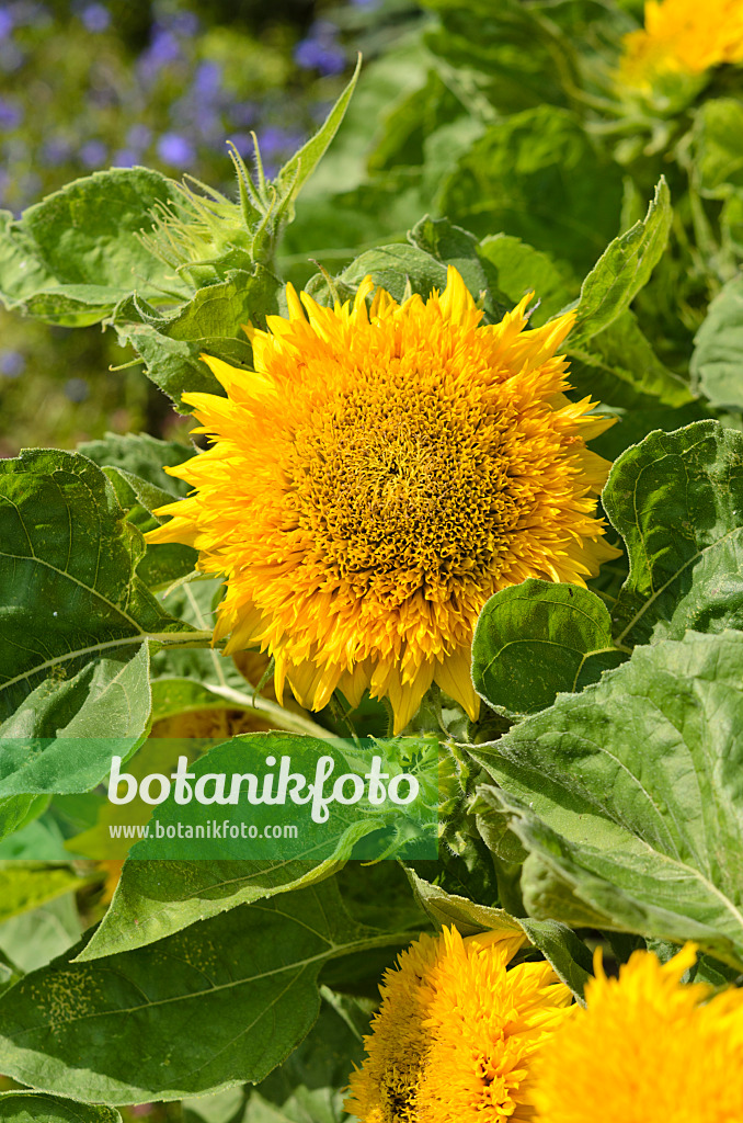 523016 - Common sunflower (Helianthus annuus 'Niedrige Sonnengold')