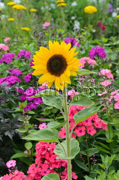 498237 - Common sunflower (Helianthus annuus) and phlox (Phlox)