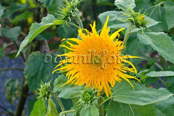 474496 - Common sunflower (Helianthus annuus 'Prado Gold')