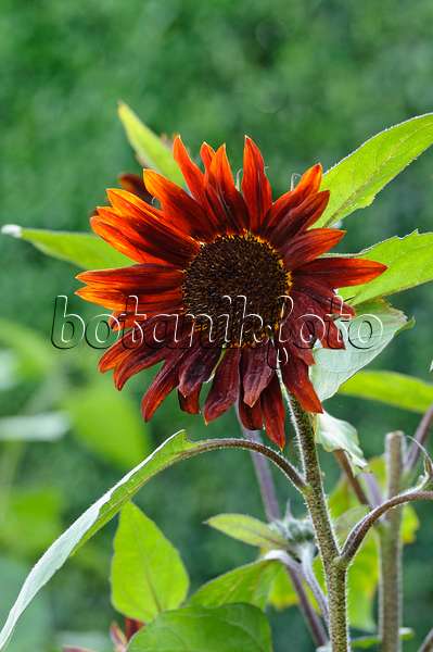 474497 - Common sunflower (Helianthus annuus 'Prado Red')