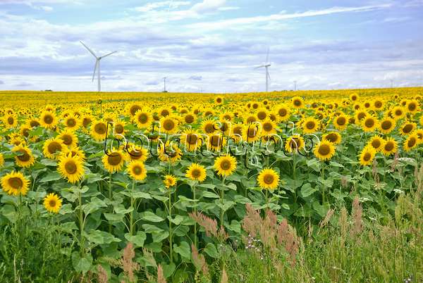 502215 - Common sunflowers (Helianthus annuus) with windmills