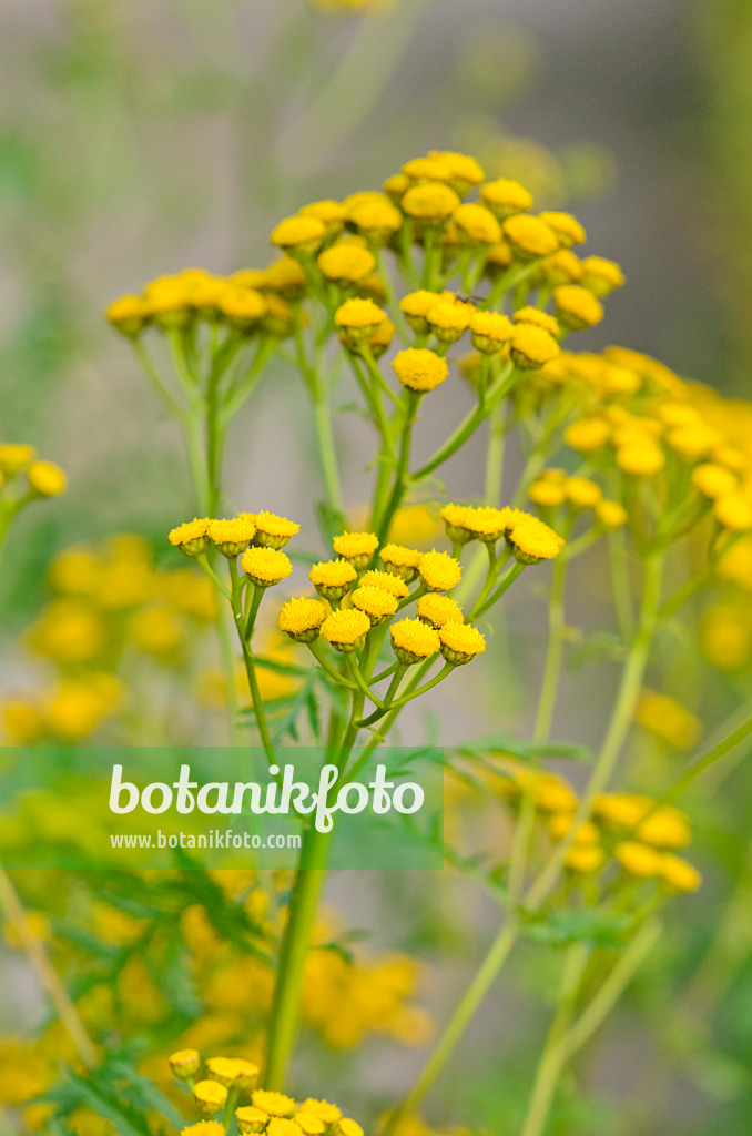 547008 - Common tansy (Tanacetum vulgare)