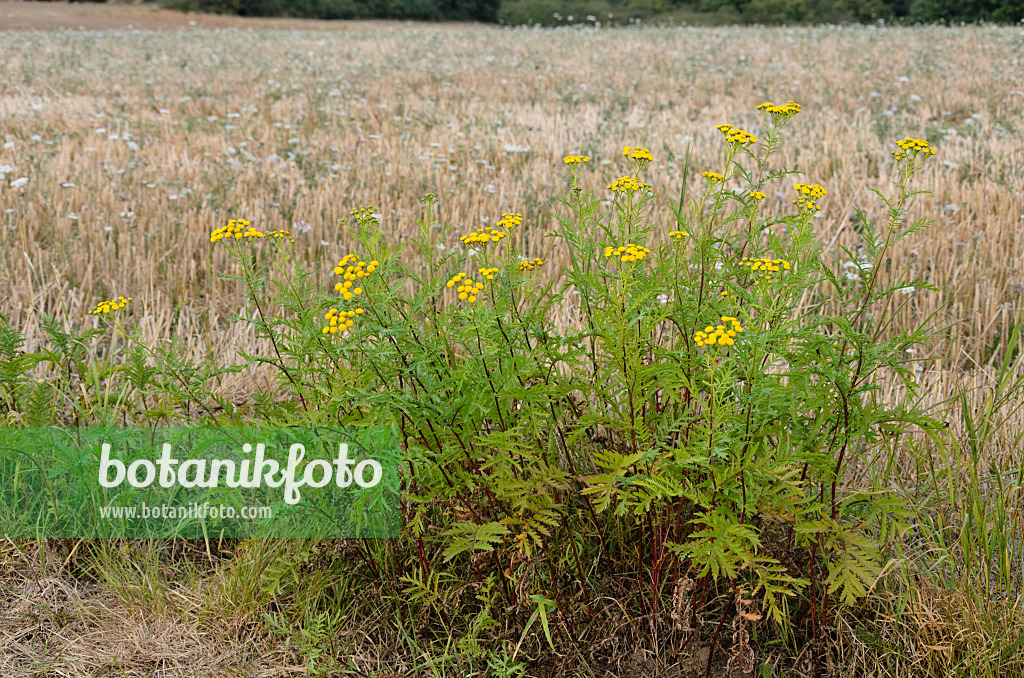 560052 - Common tansy (Tanacetum vulgare)