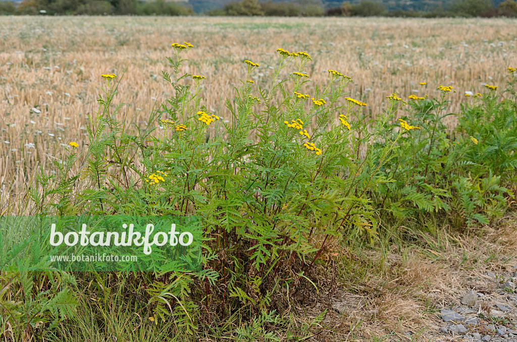 560053 - Common tansy (Tanacetum vulgare)