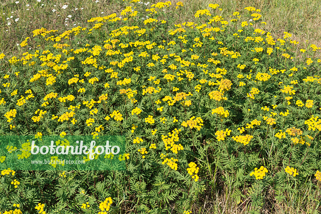 561064 - Common tansy (Tanacetum vulgare)