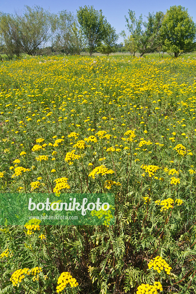 609036 - Common tansy (Tanacetum vulgare)