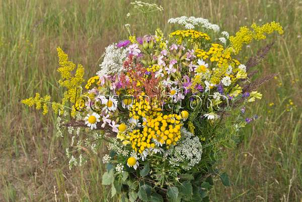 558331 - Common tansy (Tanacetum vulgare), oxeye daisy (Leucanthemum vulgare) and common soapwort (Saponaria officinalis) in a flower bouquet