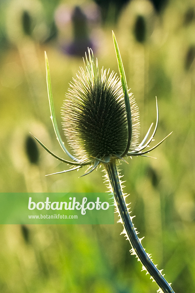 392022 - Common teasel (Dipsacus fullonum)