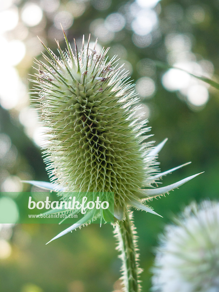 416063 - Common teasel (Dipsacus fullonum)