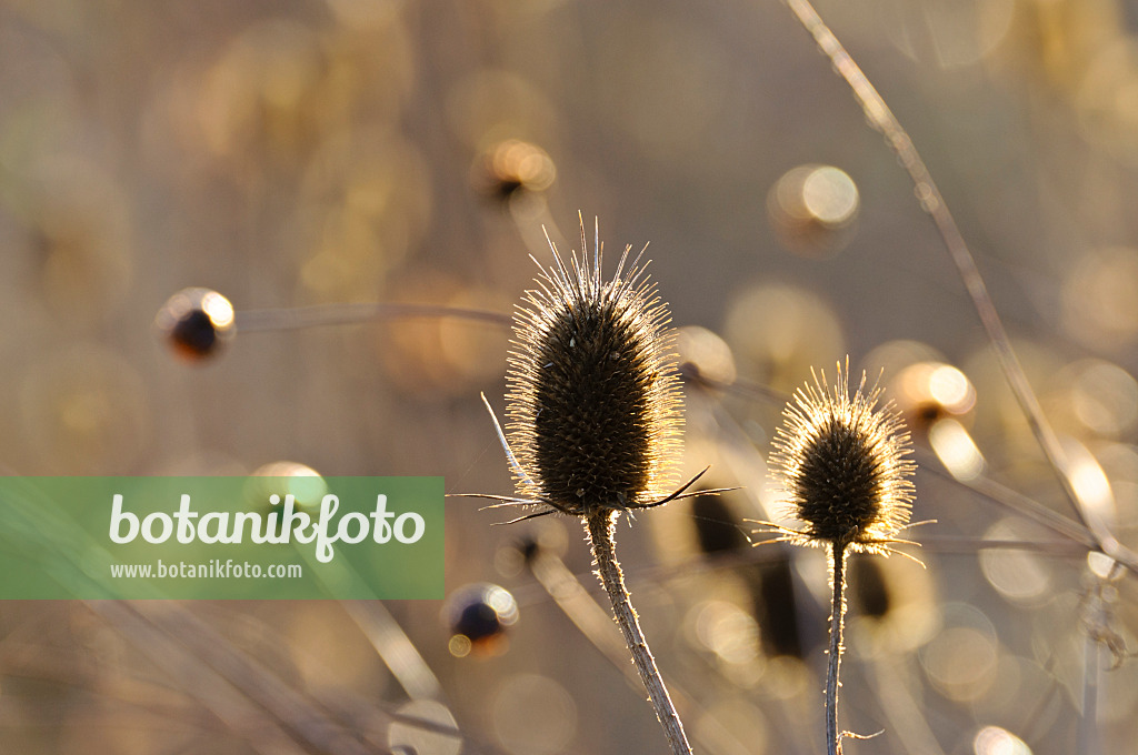 479005 - Common teasel (Dipsacus fullonum)