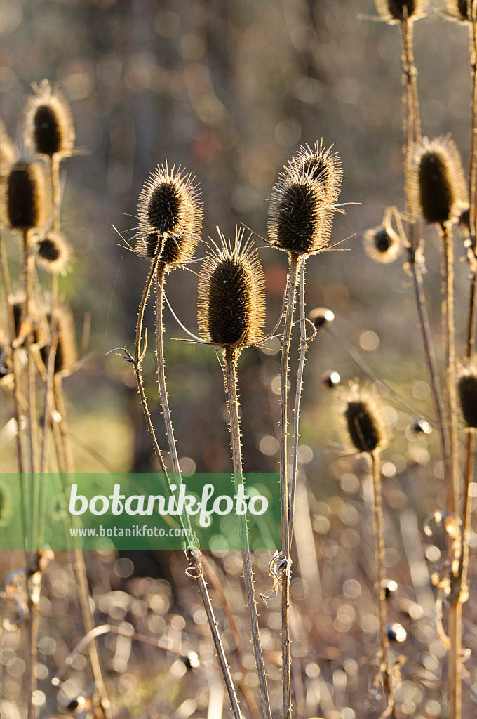 479006 - Common teasel (Dipsacus fullonum)