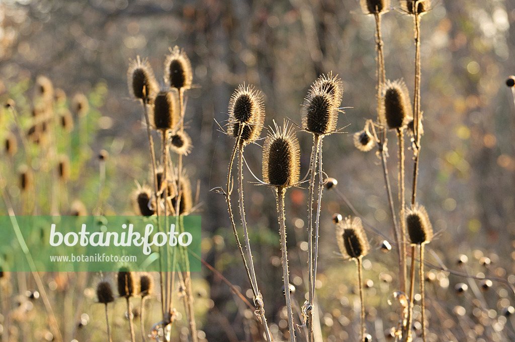 479007 - Common teasel (Dipsacus fullonum)