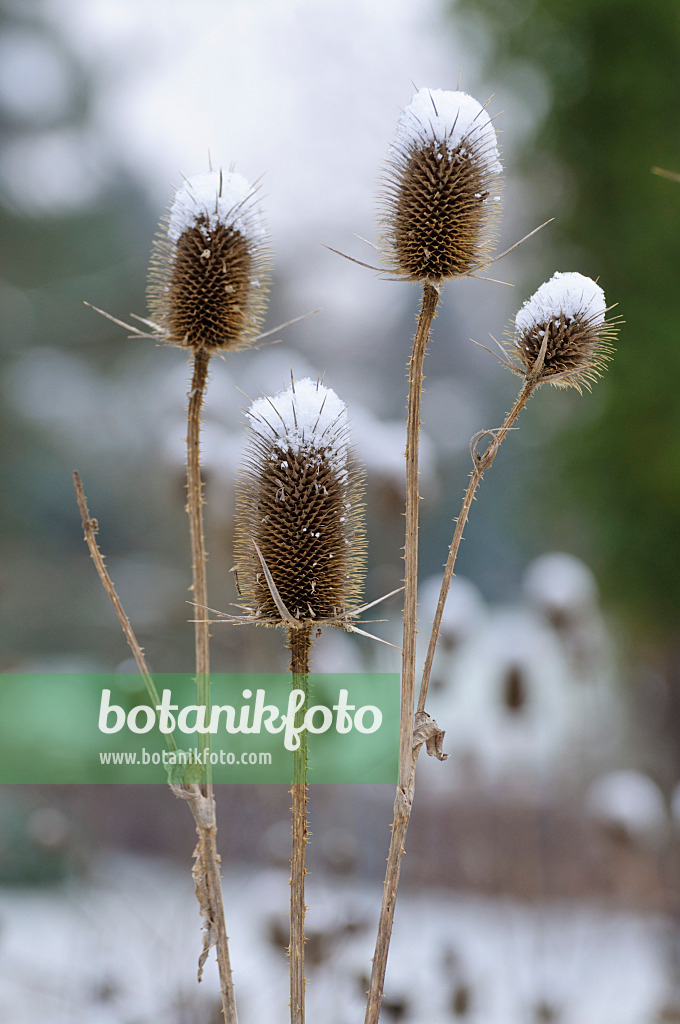 479015 - Common teasel (Dipsacus fullonum)