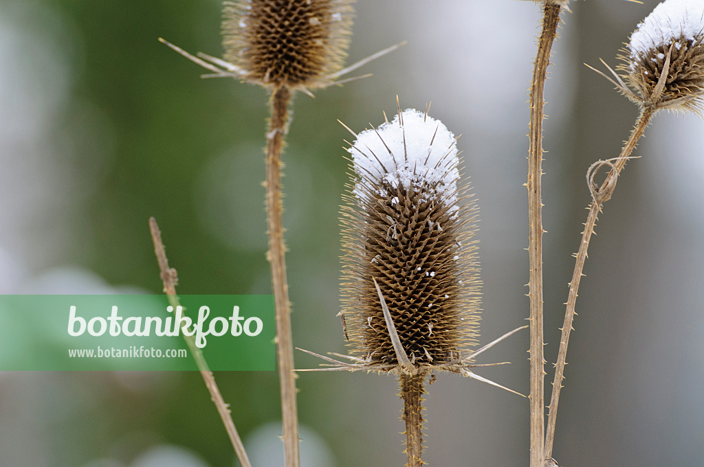 479016 - Common teasel (Dipsacus fullonum)